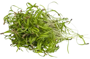Venkel cress 25gr